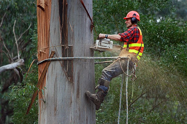 10 PRACTICAL TIPS IN CHOOSING A QUALIFIED ARBORIST – OUR GUIDE